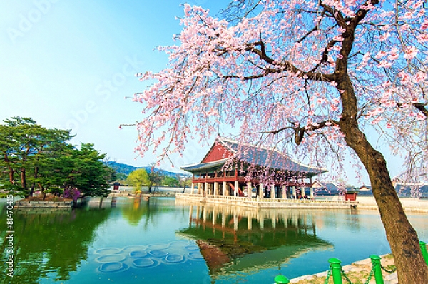 Постер Кенбоккун, дворец в вишневом саду весной, Южная Корея с типом исполнения На холсте без рамы