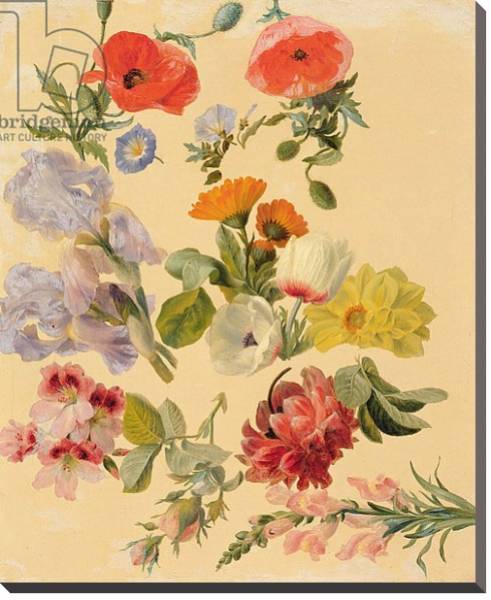 Постер Studies of Summer Flowers с типом исполнения На холсте без рамы