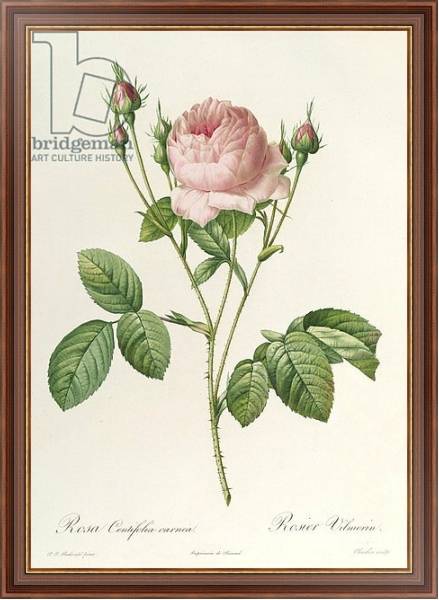 Постер Rosa Centifolia Carnea, from'Les Roses', 19th century с типом исполнения На холсте в раме в багетной раме 35-M719P-83