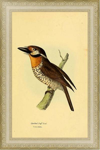 Постер Spotted Puff-bird с типом исполнения Акварель в раме в багетной раме 484.M48.725
