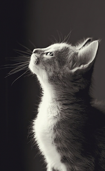 Постер Маленький серый котенок с типом исполнения На холсте без рамы