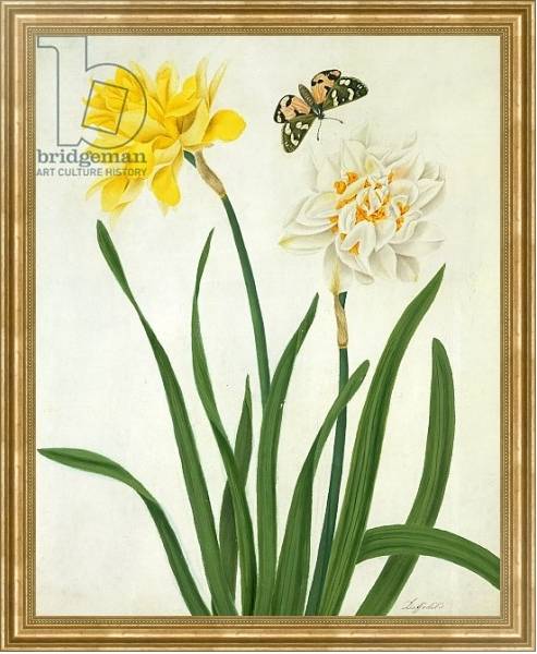 Постер Narcissi and Butterfly с типом исполнения На холсте в раме в багетной раме NA033.1.051