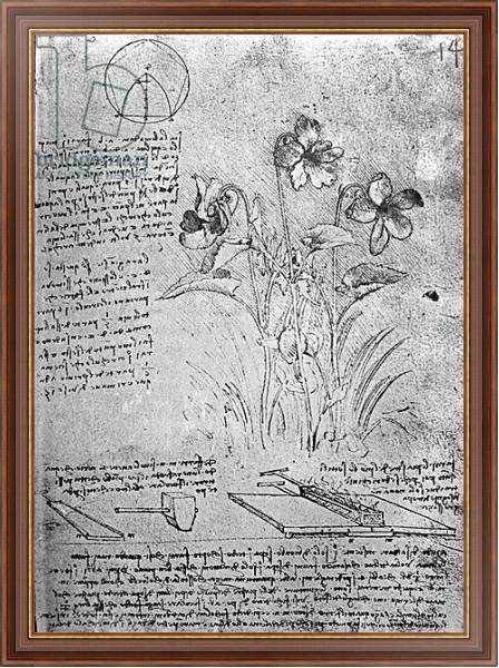 Постер Studies of Violas, fol. 14r from Manuscript B, c.1487-90 с типом исполнения На холсте в раме в багетной раме 35-M719P-83