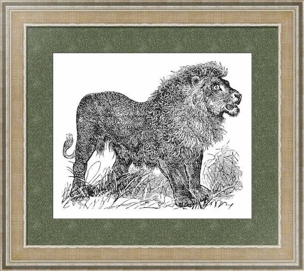 Постер African Lion vintage engraving с типом исполнения Акварель в раме в багетной раме 485.M40.584
