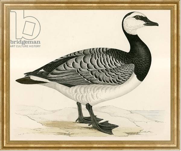 Постер Bernicle Goose с типом исполнения На холсте в раме в багетной раме NA033.1.051