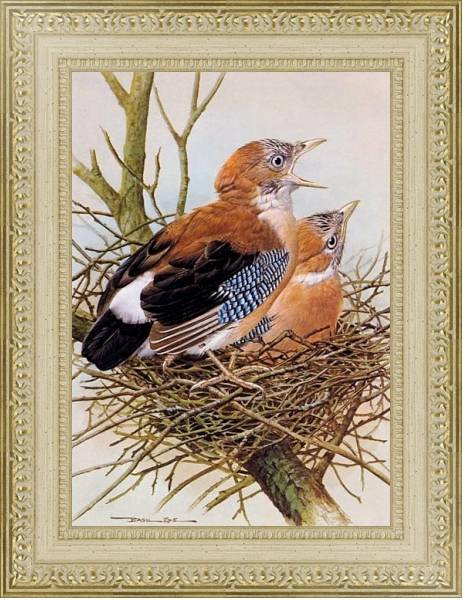 Постер British Birds - Jay с типом исполнения Акварель в раме в багетной раме 484.M48.725