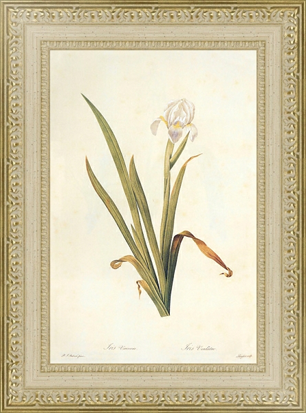 Постер Iris lutescens Lam с типом исполнения Акварель в раме в багетной раме 484.M48.725