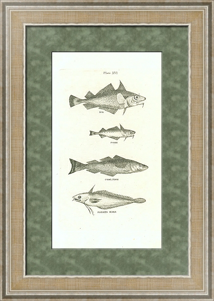 Постер Bib, Poor, Coal Fish, Forked Hake 1 с типом исполнения Акварель в раме в багетной раме 485.M40.584