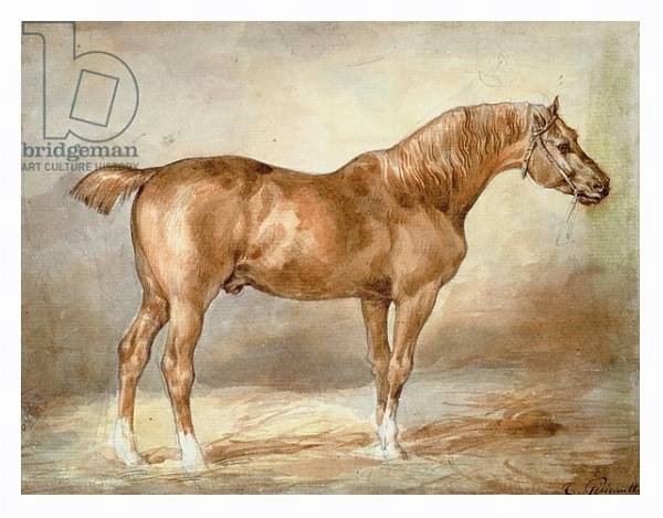Постер A docked chestnut horse с типом исполнения На холсте в раме в багетной раме 221-03