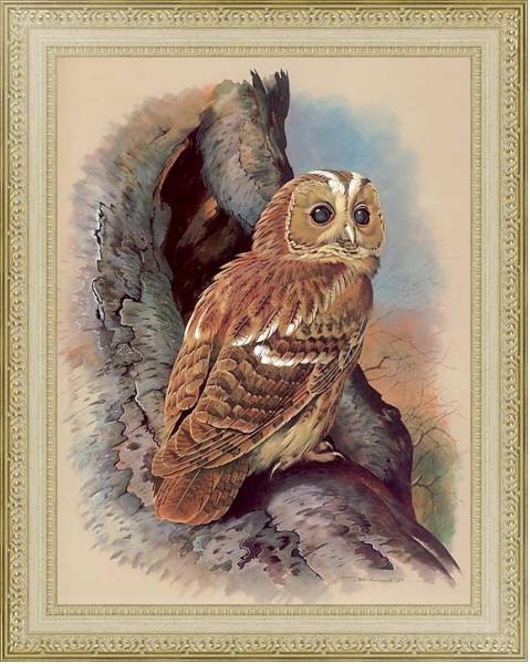 Постер The Tawny Owl с типом исполнения Акварель в раме в багетной раме 484.M48.725