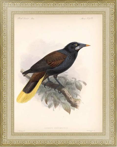 Постер Птицы J. G. Keulemans №34 с типом исполнения Акварель в раме в багетной раме 484.M48.725