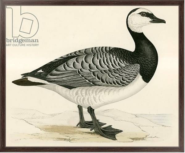 Постер Bernicle Goose с типом исполнения На холсте в раме в багетной раме 221-02