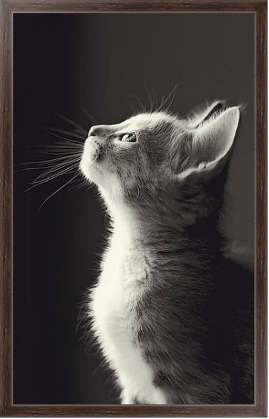 Постер Маленький серый котенок с типом исполнения На холсте в раме в багетной раме 221-02