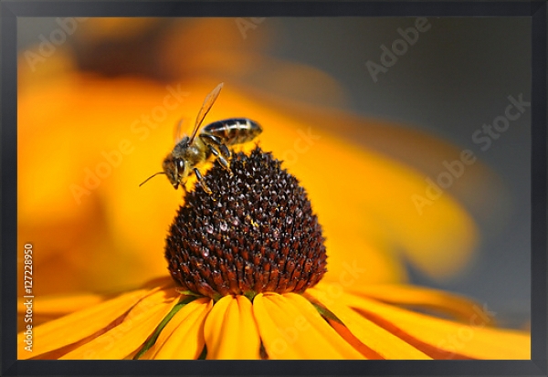 Постер Золотисто-желтый цветок рудбекии с трудолюбивой пчелой с типом исполнения На холсте в раме в багетной раме 1727.8010