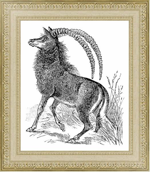 Постер Sable antelope, aigocerus niger or hippotragus niger vintage engraving. с типом исполнения Акварель в раме в багетной раме 484.M48.725