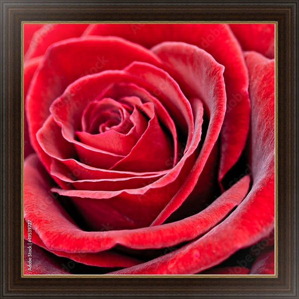 Постер Красная роза 2 с типом исполнения На холсте в раме в багетной раме 1.023.151
