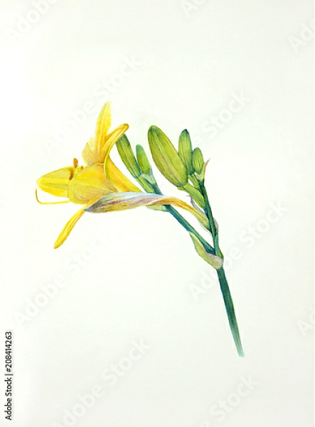 Постер Желтый акварельный цветок лилейника с типом исполнения На холсте без рамы