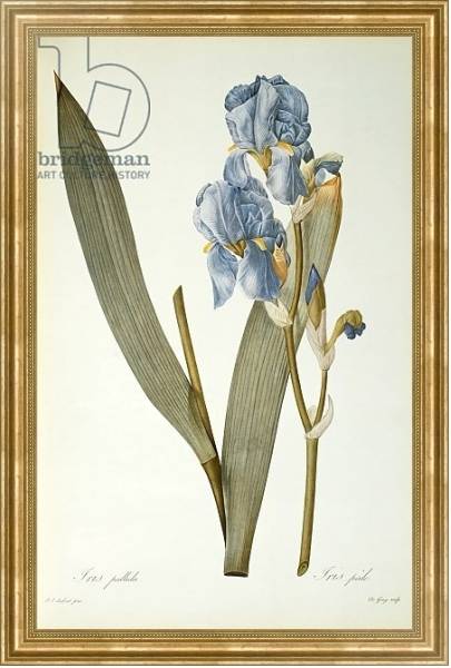 Постер Iris Pallida, from `Les Liliacees', 1812 с типом исполнения На холсте в раме в багетной раме NA033.1.051