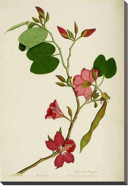 Постер Bauhinia purpurea с типом исполнения На холсте без рамы