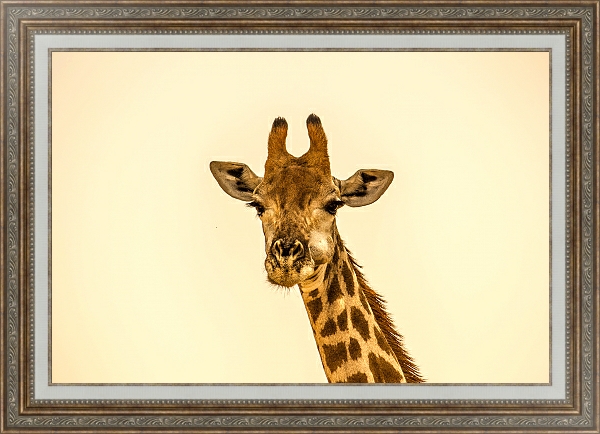 Постер Жующий жираф с типом исполнения На холсте в раме в багетной раме 595.M52.330