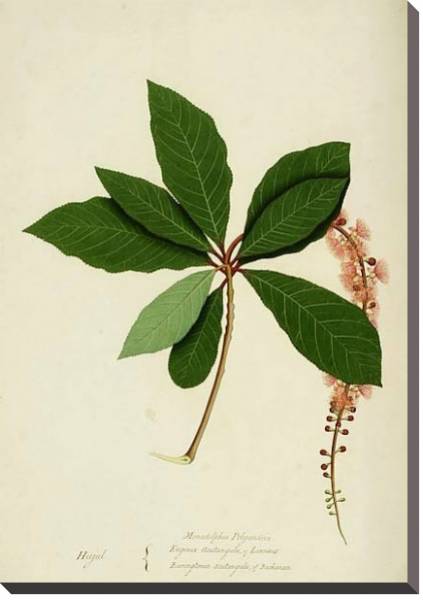 Постер Barringtonia acutangula с типом исполнения На холсте без рамы