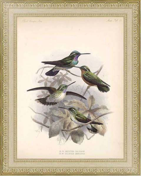Постер Птицы J. G. Keulemans №56 с типом исполнения Акварель в раме в багетной раме 484.M48.725