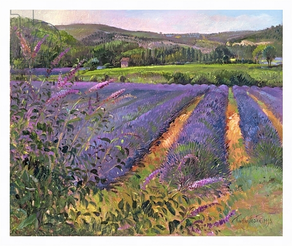 Постер Buddleia and Lavender Field, Montclus, 1993 с типом исполнения На холсте в раме в багетной раме 221-03