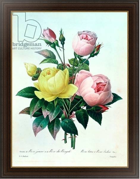 Постер Rosa Lutea and Rosa Indica, from 'Les Choix des Plus Belles Fleurs', 1827 с типом исполнения На холсте в раме в багетной раме 1.023.151