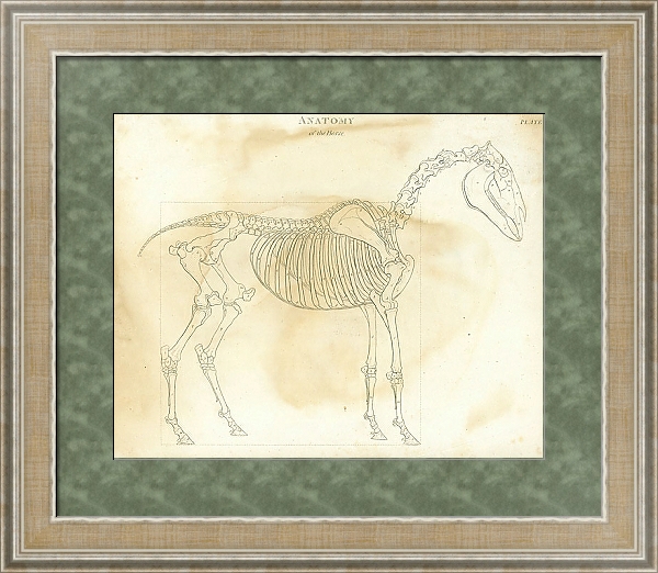 Постер Анатомия лошади с типом исполнения Акварель в раме в багетной раме 485.M40.584