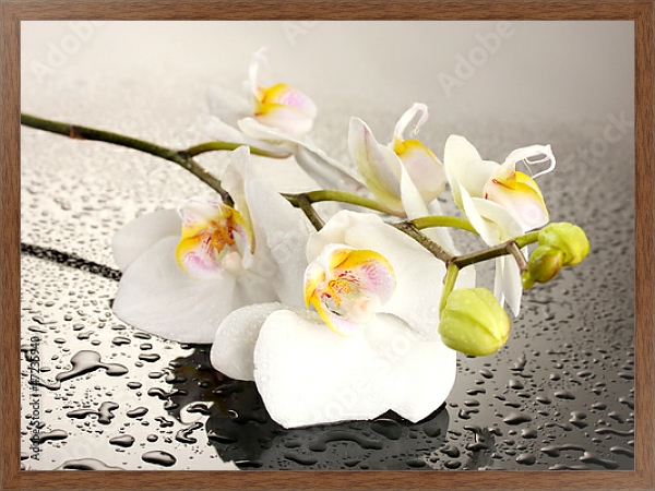 Постер Орхидеи 25 с типом исполнения На холсте в раме в багетной раме 1727.4310
