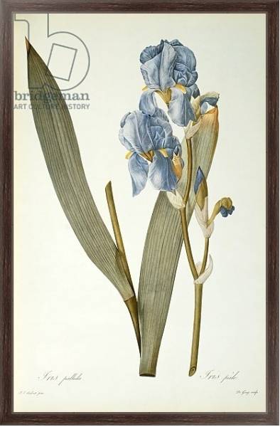 Постер Iris Pallida, from `Les Liliacees', 1812 с типом исполнения На холсте в раме в багетной раме 221-02