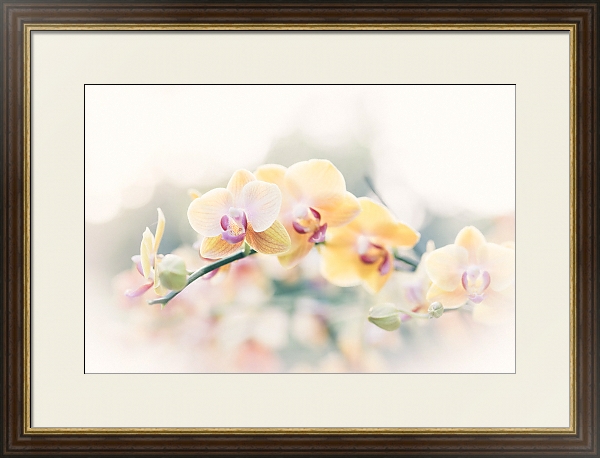 Постер Желтые орхидеи на ветке с типом исполнения Под стеклом в багетной раме 1.023.036