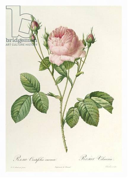 Постер Rosa Centifolia Carnea, from'Les Roses', 19th century с типом исполнения На холсте в раме в багетной раме 221-03