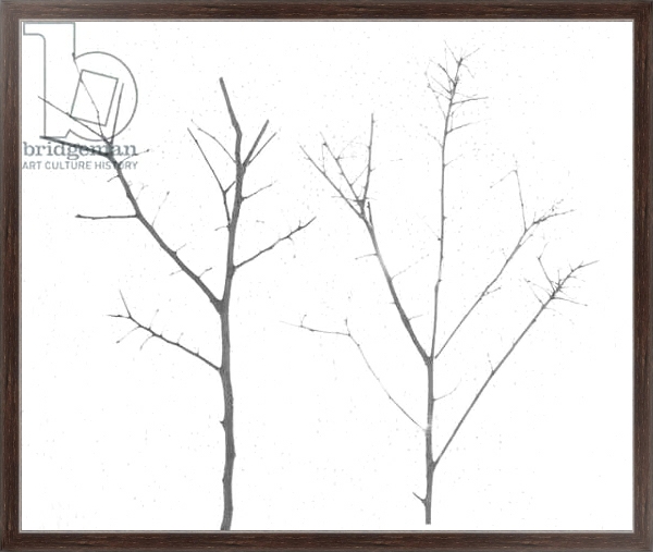 Постер territori innevati - due alberi giorno -2012, photographic contamination с типом исполнения На холсте в раме в багетной раме 221-02