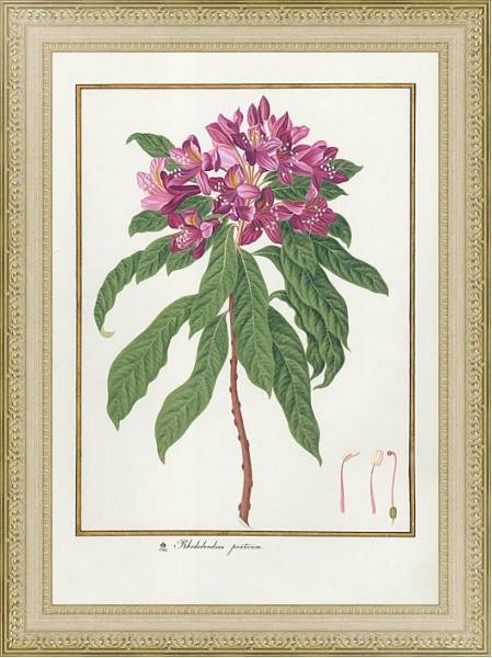 Постер Rhododendron ponticum с типом исполнения Акварель в раме в багетной раме 484.M48.725