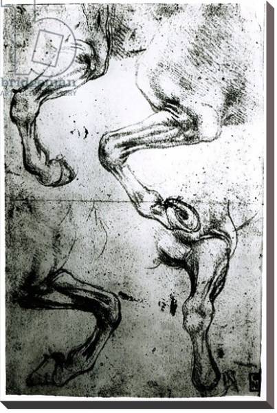 Постер Studies of Horses legs с типом исполнения На холсте без рамы