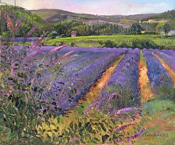Постер Buddleia and Lavender Field, Montclus, 1993 с типом исполнения На холсте без рамы