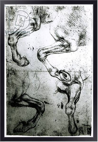 Постер Studies of Horses legs с типом исполнения На холсте в раме в багетной раме 221-01