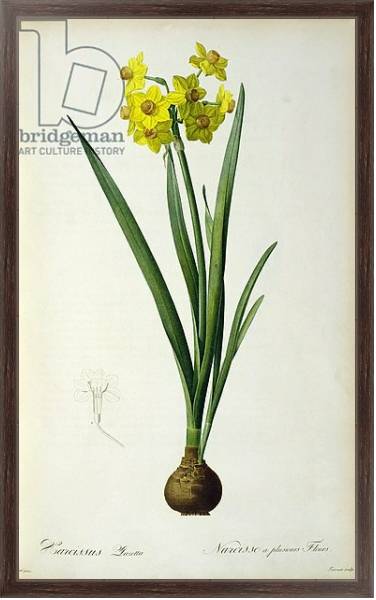 Постер Narcissus Lazetta, from `'Plantae Selectae' by Christoph Jakob Trew, published 175-53 с типом исполнения На холсте в раме в багетной раме 221-02