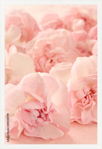 Постер Гвоздика розовая. Макро с типом исполнения На холсте в раме в багетной раме 1727.7010