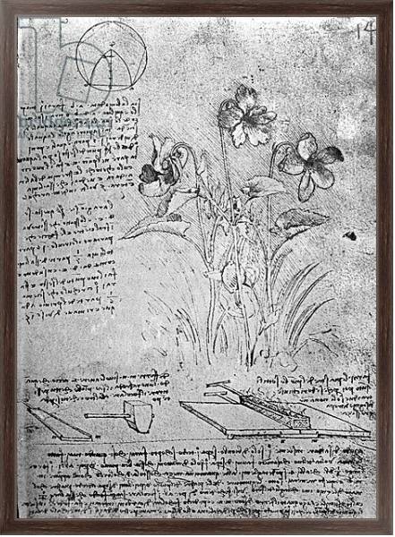 Постер Studies of Violas, fol. 14r from Manuscript B, c.1487-90 с типом исполнения На холсте в раме в багетной раме 221-02