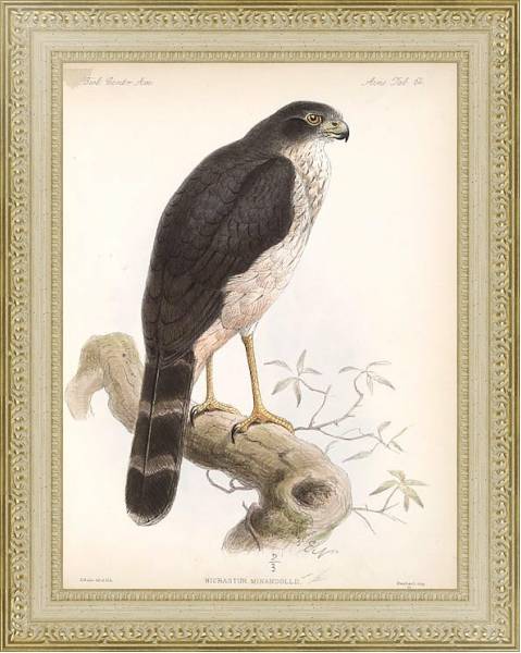 Постер Птицы J. G. Keulemans №70 с типом исполнения Акварель в раме в багетной раме 484.M48.725