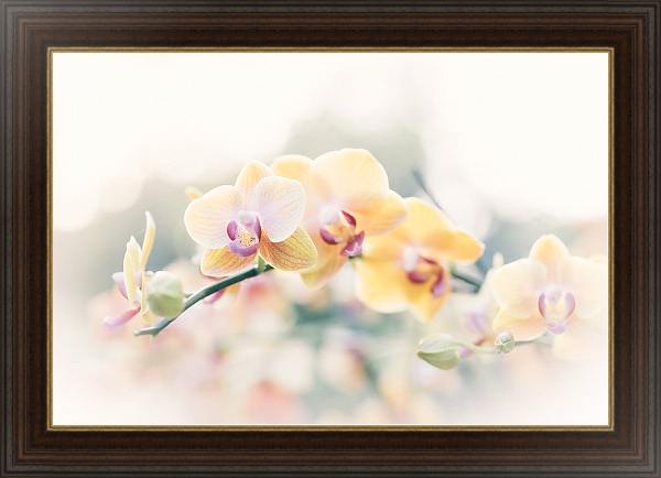 Постер Желтые орхидеи на ветке с типом исполнения На холсте в раме в багетной раме 1.023.151