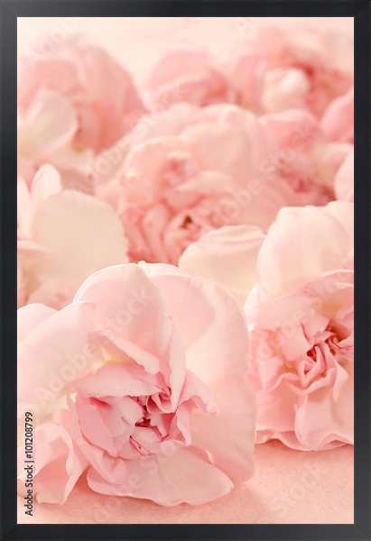 Постер Гвоздика розовая. Макро с типом исполнения На холсте в раме в багетной раме 1727.8010