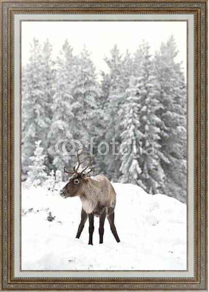 Постер Олень в снегу на фоне заснеженного леса с типом исполнения На холсте в раме в багетной раме 595.M52.330