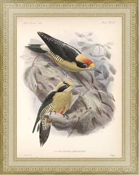 Постер Птицы J. G. Keulemans №66 с типом исполнения Акварель в раме в багетной раме 484.M48.725