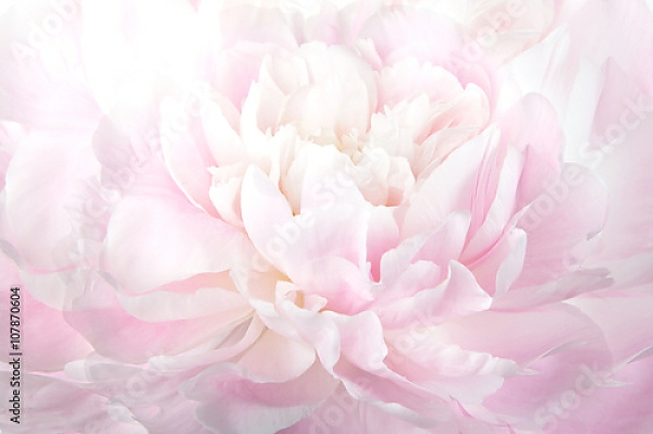 Постер Нежно-розовый пион макро с типом исполнения На холсте без рамы