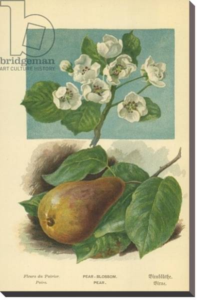Постер Pear-Blossom. Pear с типом исполнения На холсте без рамы