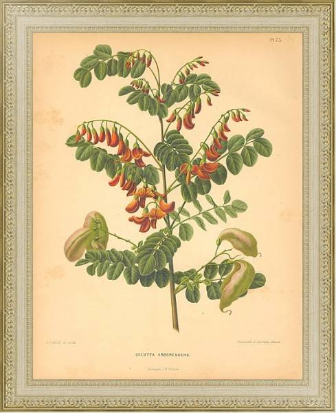 Постер Colutea Arborescens с типом исполнения Акварель в раме в багетной раме 484.M48.725