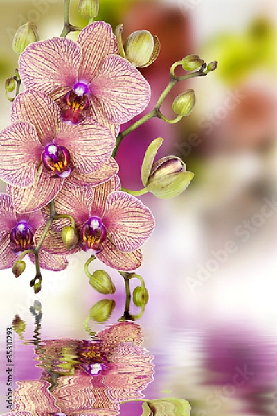 Постер Орхидеи 3 с типом исполнения На холсте без рамы